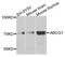 ATP-binding cassette sub-family G member 1 antibody, MBS129616, MyBioSource, Western Blot image 