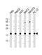 Peptidylprolyl Isomerase B antibody, M03229-3, Boster Biological Technology, Western Blot image 