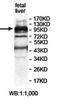Zinc Finger Protein 484 antibody, orb78120, Biorbyt, Western Blot image 