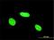 Protein AF-17 antibody, H00004302-M02, Novus Biologicals, Immunocytochemistry image 