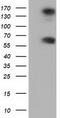 Butyrophilin Subfamily 1 Member A1 antibody, TA501528, Origene, Western Blot image 