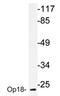 OP18 antibody, AP20715PU-N, Origene, Western Blot image 
