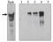 Dual specificity tyrosine-phosphorylation-regulated kinase 1A antibody, orb108698, Biorbyt, Immunoprecipitation image 