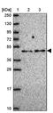 TRNA Methyltransferase 10A antibody, PA5-61552, Invitrogen Antibodies, Western Blot image 