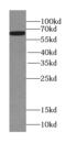 Serine Incorporator 2 antibody, FNab07736, FineTest, Western Blot image 