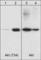 Akt antibody, AP1001, ECM Biosciences, Western Blot image 