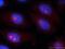 Microtubule Associated Scaffold Protein 2 antibody, 24921-1-AP, Proteintech Group, Immunofluorescence image 