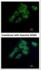 HSD17B4 antibody, NBP1-33192, Novus Biologicals, Immunofluorescence image 