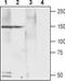 Calcium Voltage-Gated Channel Auxiliary Subunit Alpha2delta 4 antibody, TA328762, Origene, Western Blot image 