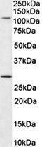 Myosin IH antibody, orb131704, Biorbyt, Western Blot image 