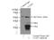 U2 Small Nuclear RNA Auxiliary Factor 1 antibody, 60289-1-Ig, Proteintech Group, Immunoprecipitation image 
