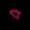 Lysophosphatidic Acid Receptor 1 antibody, LS-C368611, Lifespan Biosciences, Immunofluorescence image 