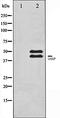 Vasodilator Stimulated Phosphoprotein antibody, orb106455, Biorbyt, Western Blot image 