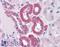 Sialic Acid Binding Ig Like Lectin 8 antibody, 46-758, ProSci, Western Blot image 