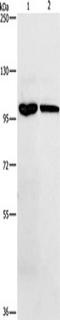 Nuclear Factor Kappa B Subunit 1 antibody, TA349226, Origene, Western Blot image 