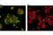 CUB domain-containing protein 1 antibody, 4115S, Cell Signaling Technology, Immunocytochemistry image 