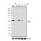 Kruppel Like Factor 4 antibody, 710659, Invitrogen Antibodies, Western Blot image 