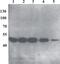 Regulatory protein E2 antibody, MA1-71532, Invitrogen Antibodies, Western Blot image 