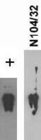 Sodium-coupled neutral amino acid transporter 1 antibody, 75-152, Antibodies Incorporated, Western Blot image 