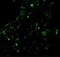 Baculoviral IAP Repeat Containing 2 antibody, NBP1-77193, Novus Biologicals, Immunofluorescence image 