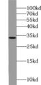 X-Ray Repair Cross Complementing 2 antibody, FNab09553, FineTest, Western Blot image 
