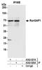 Ran GTPase Activating Protein 1 antibody, A302-026A, Bethyl Labs, Immunoprecipitation image 