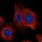 Leucine Rich Repeat Containing 74A antibody, NBP1-86311, Novus Biologicals, Immunocytochemistry image 