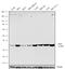 RAD1 Checkpoint DNA Exonuclease antibody, 702149, Invitrogen Antibodies, Western Blot image 