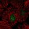 Chromosome 15 Open Reading Frame 41 antibody, HPA061023, Atlas Antibodies, Immunofluorescence image 