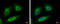 Methyltransferase Like 6 antibody, GTX121980, GeneTex, Immunofluorescence image 