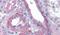 Flotillin 2 antibody, PA5-18052, Invitrogen Antibodies, Immunohistochemistry paraffin image 
