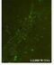 Chitinase 3 Like 1 antibody, NBP1-57913, Novus Biologicals, Immunofluorescence image 