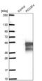 POU domain, class 3, transcription factor 4 antibody, PA5-56895, Invitrogen Antibodies, Western Blot image 