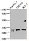 Ribosomal Protein L7a antibody, CSB-PA020303LA01HU, Cusabio, Western Blot image 
