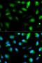 F11 Receptor antibody, orb49144, Biorbyt, Immunofluorescence image 