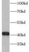 Ganglioside Induced Differentiation Associated Protein 1 Like 1 antibody, FNab03399, FineTest, Western Blot image 