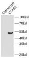 Complement C5a Receptor 1 antibody, FNab01118, FineTest, Immunoprecipitation image 