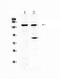 Lysine Demethylase 2A antibody, A03027-1, Boster Biological Technology, Western Blot image 