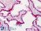 Schlafen Family Member 12 antibody, LS-B4757, Lifespan Biosciences, Immunohistochemistry paraffin image 