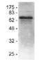 IAP2 antibody, AP00061PU-N, Origene, Western Blot image 