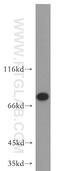 Histone H2A deubiquitinase MYSM1 antibody, 20078-1-AP, Proteintech Group, Western Blot image 