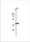 Homeobox protein SIX3 antibody, TA324591, Origene, Western Blot image 