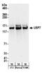 HAUSP antibody, A303-943A, Bethyl Labs, Western Blot image 