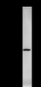Tyrosyl-TRNA Synthetase antibody, LS-C342300, Lifespan Biosciences, Immunoprecipitation image 