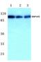 Heat Shock Protein Family H (Hsp110) Member 1 antibody, PA5-36059, Invitrogen Antibodies, Western Blot image 