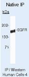 EGFR antibody, MA5-12880, Invitrogen Antibodies, Immunoprecipitation image 
