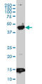 PBX Homeobox 3 antibody, LS-C133364, Lifespan Biosciences, Western Blot image 