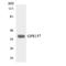 G Protein-Coupled Receptor 157 antibody, A17274, Boster Biological Technology, Western Blot image 