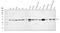 Integrin-linked protein kinase antibody, A02932-2, Boster Biological Technology, Western Blot image 