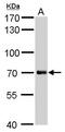 Uncharacterized protein KIAA1530 antibody, GTX629742, GeneTex, Western Blot image 